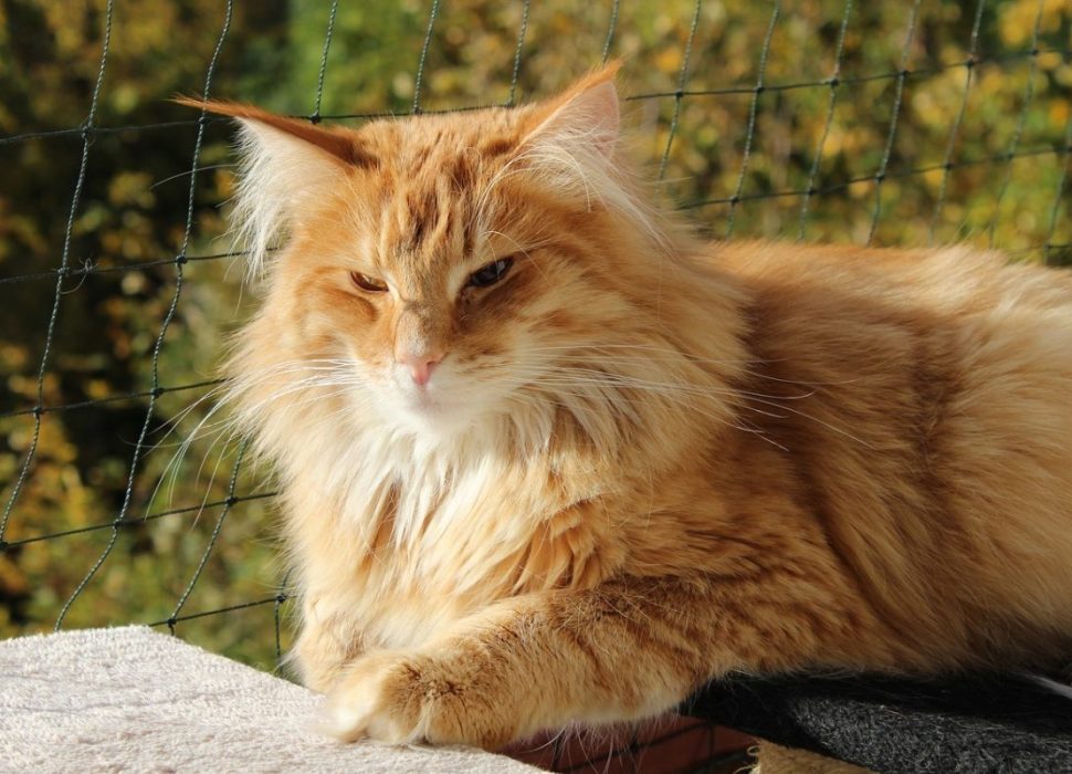 Chat_norvégien_roux_:_découvrez_cette_race_originale
