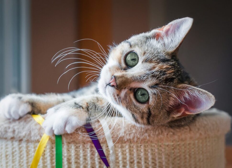 Découvrez_comment_laver_votre_chat_sans_panique_:_conseils_ultimes_pour_femmes_modernes