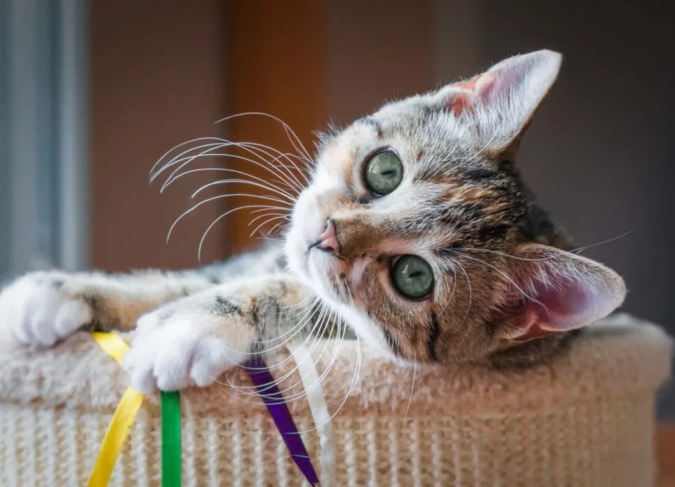 Découvrez_comment_laver_votre_chat_sans_panique_:_conseils_ultimes_pour_femmes_modernes