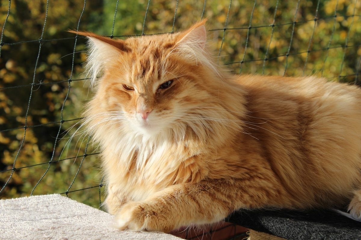 chat norvégien roux