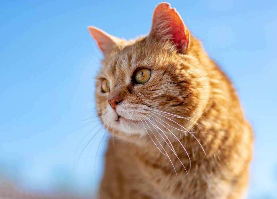 Chat_roux_et_blanc_:_ses_incroyables_particularités