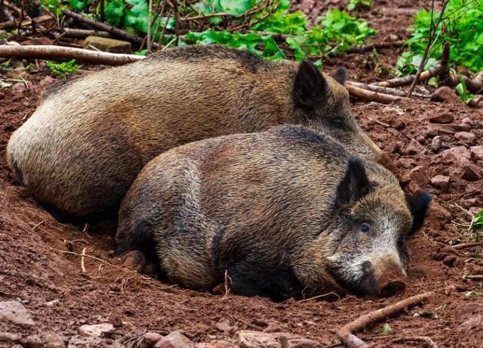 Terrine_de_sanglier_de_ma_grand_mère_:_découvrez_la_meilleure_recette